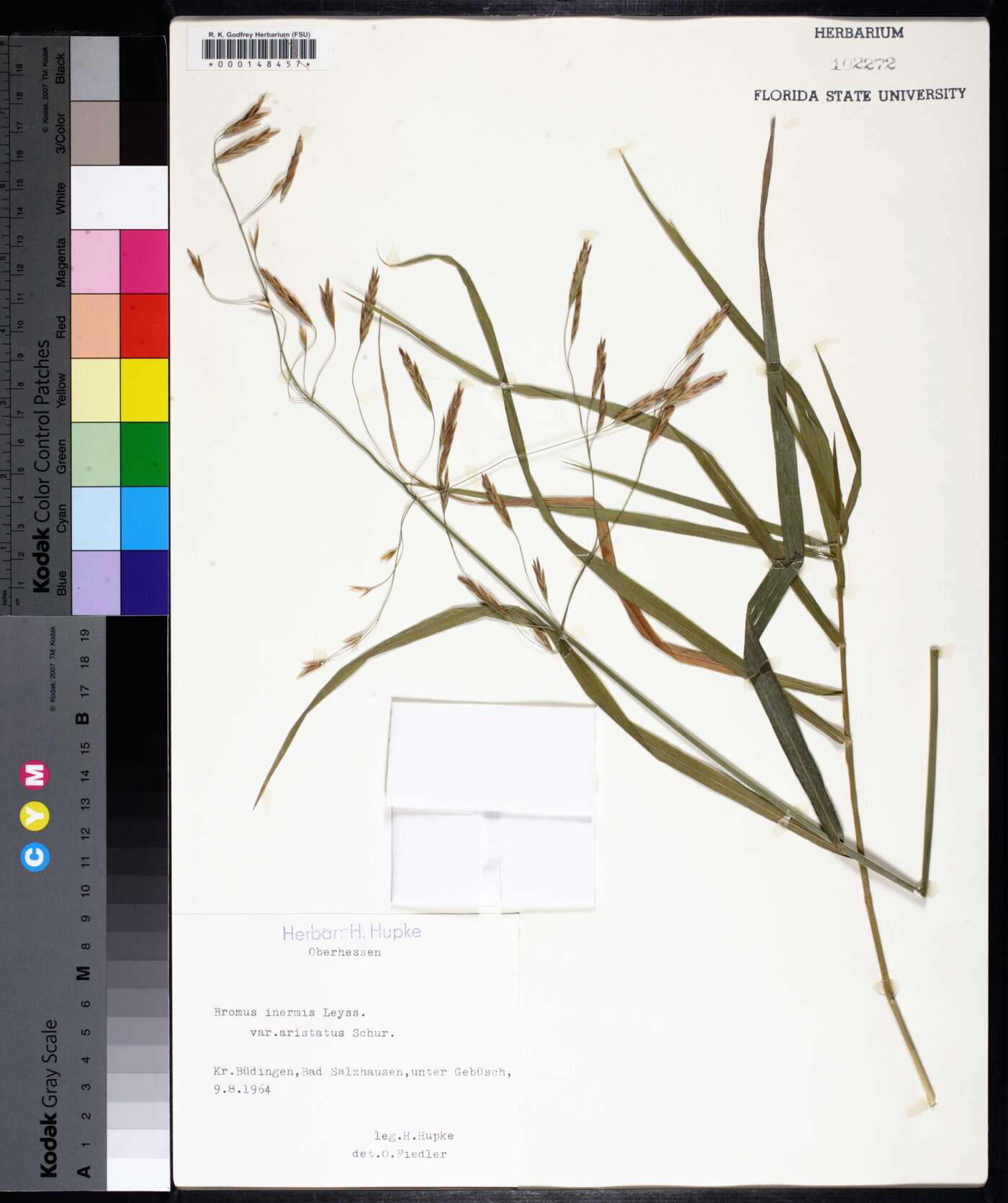 Bromus inermis var. aristatus image