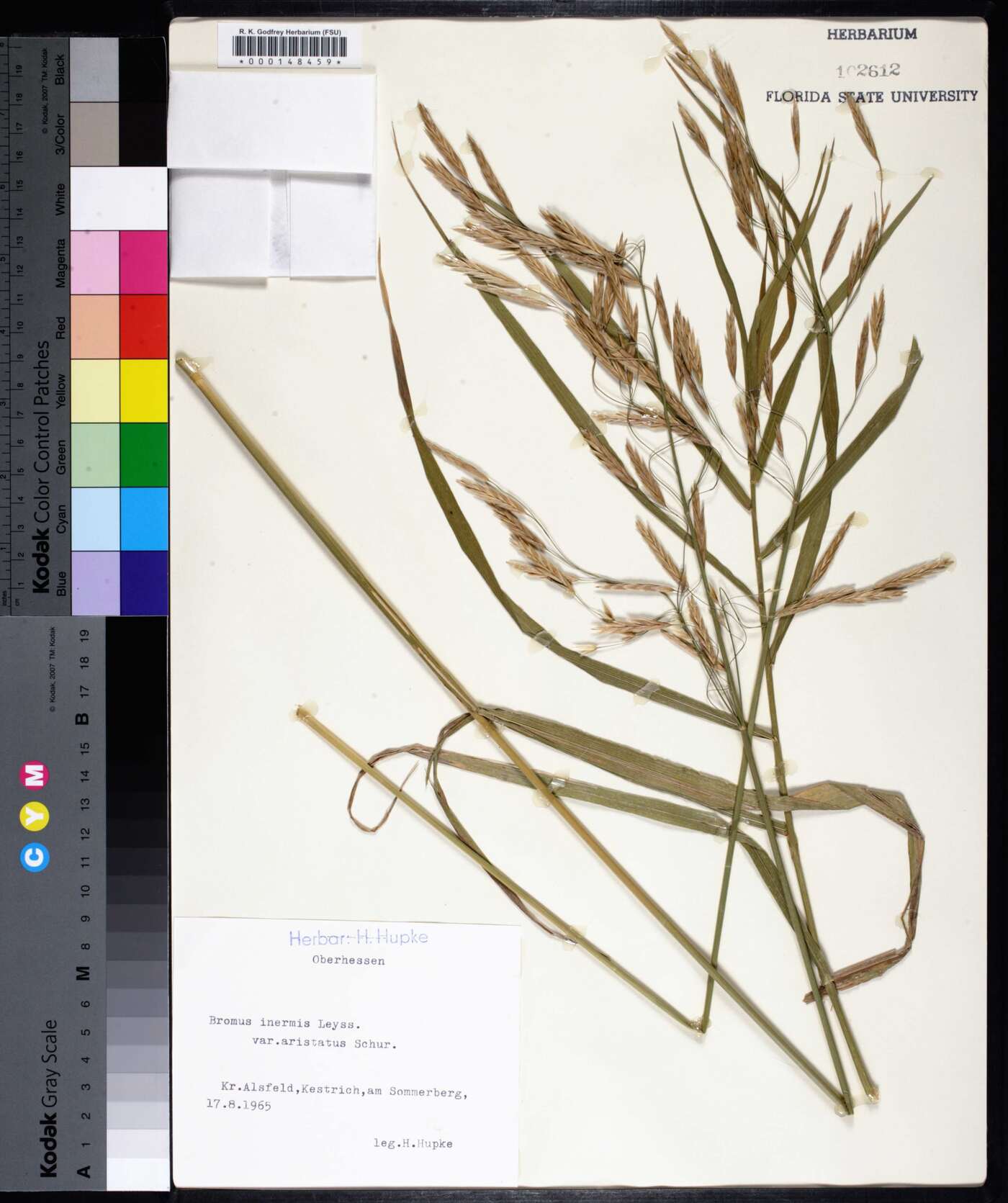 Bromus inermis var. aristatus image