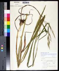 Bromus pubescens image