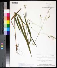 Bromus pubescens image