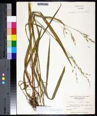 Bromus pubescens image