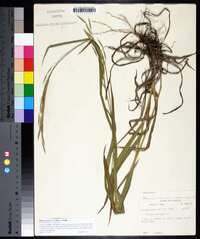 Bromus pubescens image