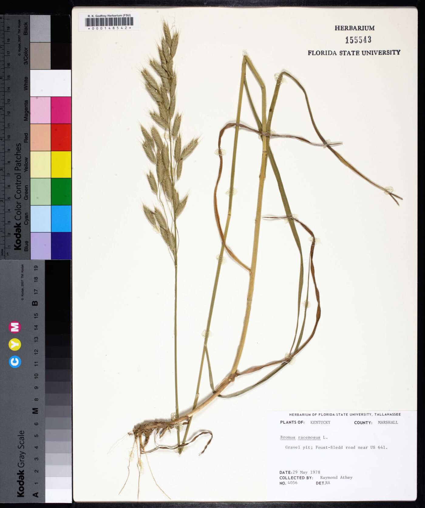 Bromus racemosus image