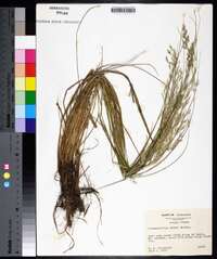 Calamagrostis cainii image