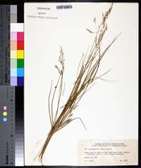 Calamagrostis cainii image