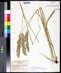 Calamagrostis coarctata image