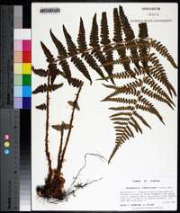 Dryopteris ludoviciana image