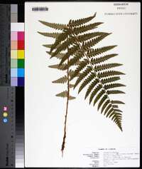 Dryopteris ludoviciana image