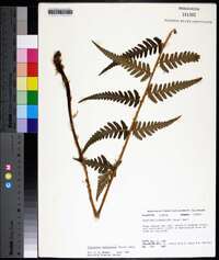 Dryopteris ludoviciana image