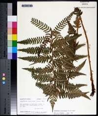 Dryopteris ludoviciana image