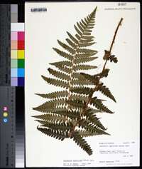 Dryopteris ludoviciana image