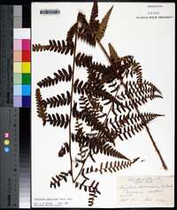 Dryopteris ludoviciana image