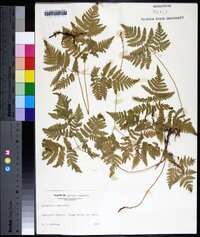 Dryopteris campyloptera image