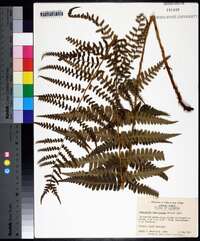 Dryopteris ludoviciana image