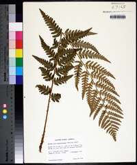 Dryopteris ludoviciana image