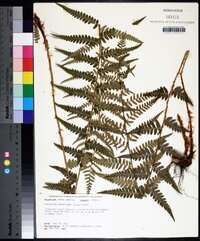 Dryopteris ludoviciana image