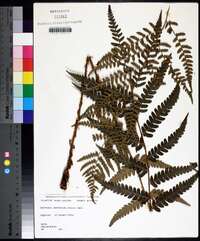 Dryopteris ludoviciana image