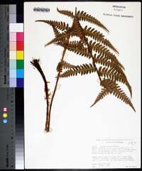 Dryopteris ludoviciana image