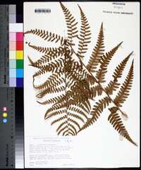 Dryopteris ludoviciana image