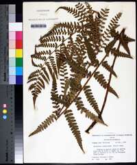 Dryopteris ludoviciana image