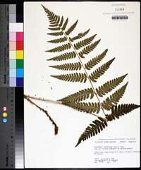 Dryopteris ludoviciana image