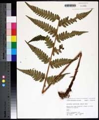 Dryopteris ludoviciana image