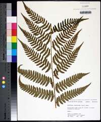 Dryopteris ludoviciana image