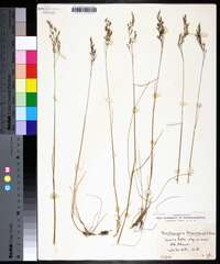 Deschampsia flexuosa image