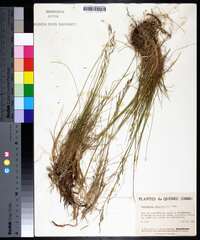 Deschampsia flexuosa image