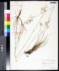 Deschampsia flexuosa image