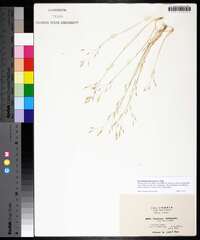 Deschampsia flexuosa image