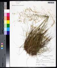 Deschampsia flexuosa image