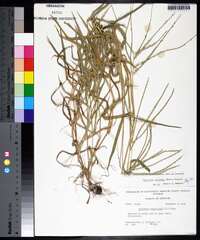 Digitaria ciliaris image