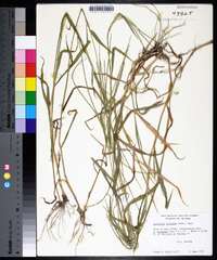 Digitaria ciliaris image