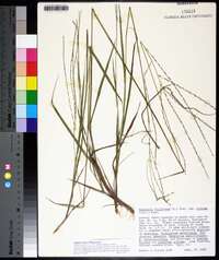 Digitaria villosa image