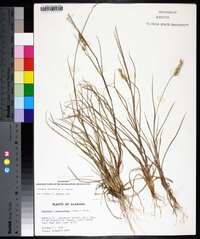 Cenchrus spinifex image