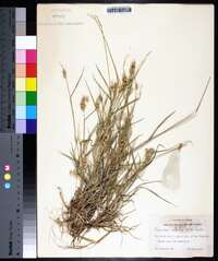 Cenchrus spinifex image