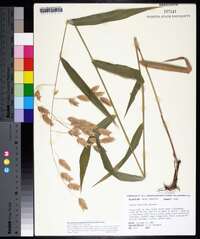 Chasmanthium latifolium image