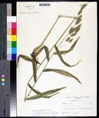 Chasmanthium latifolium image