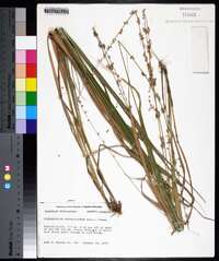 Chasmanthium sessiliflorum image