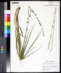 Chasmanthium sessiliflorum image