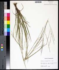 Digitaria villosa image