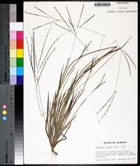 Digitaria villosa image