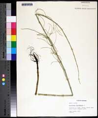 Equisetum fluviatile image