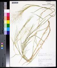 Muhlenbergia asperifolia image