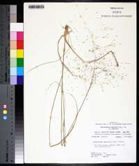 Muhlenbergia capillaris var. capillaris image