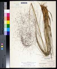 Muhlenbergia capillaris image