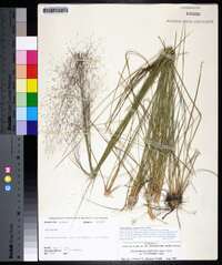 Muhlenbergia expansa image