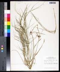 Muhlenbergia cuspidata image