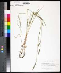 Muhlenbergia frondosa image